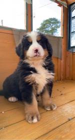 Bernese mountain dog puppies for sale.