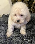 Bichon Frise puppies in Cork for sale.