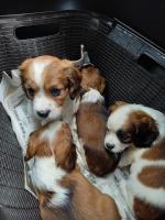 Cavajacks puppies for sale.