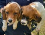 Cavajack puppies in Wicklow for sale.