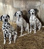 Dalmatian Puppies in Cork for sale.