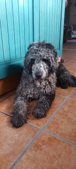 Merle Cockapoo in Cork for sale.
