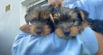 Yorkshire terrier for sale.