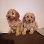 Cockapoo pups in Kilkenny for sale.