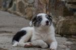 Male Collie pup for sale for sale.