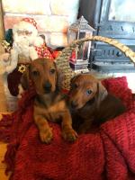 Quality Miniature Dachshund Puppies for sale.
