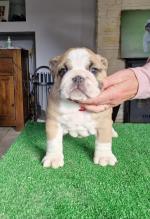 IKC Registered Bulldog puppies in Dublin for sale.
