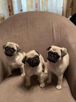 IKC Registered Pug puppies for sale.