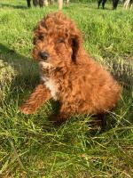 Cavapoo in Wexford for sale.