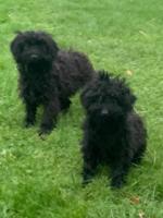 Cavapoo in Wexford for sale.