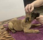 Belgian malinois pups for sale.