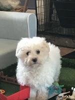 bichon frise dogs temperament gentle female children very puppies