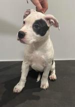 American staffordshire terrier for sale.