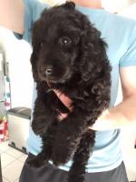 Black Cockapoo puppies in Waterford for sale.