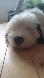 IKC Old English Sheepdogs for sale.