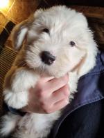 Old English Sheepdog puppies for sale.