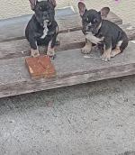 French Bulldogs, IKC registered for sale.