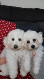 IKC Registered Bichon Frise pups for sale.
