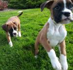 Boxer pups for sale.