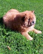 IKC Reg. Chow Chow pups for sale.