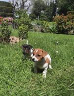 Jack Russell puppies for sale.