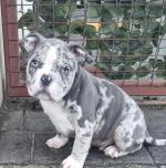American Bully ABKC Registered for sale.