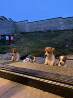 Pure bred Jack Russell pups for sale.