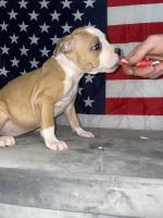 American Staffordshire Terrier, IKC registered for sale.