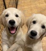 Male Golden Retriever pups, IKC registered for sale.