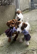Jack Russel x Lakeland Terriers for sale.