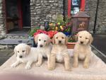 Final Male - Golden Labradoodle puppy for sale.