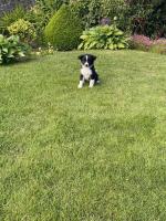 Collie pups in Carlow for sale.