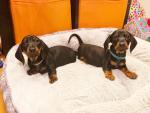 Kaninchen smooth dachshund, IKC registered for sale.