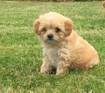MINIATURE APRICOT CAVACHONS in Wexford for sale.