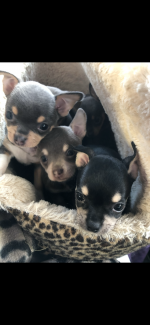 Smooth Coat Chihuahua Puppies for sale.