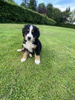 IKC Bernese Mountain Dog Puppies for sale.
