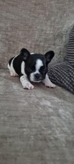 French Bulldog IKC registered for sale.