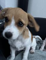 Beautiful Jack Russell Terriers for sale.