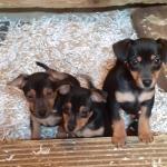 Amazing Black & Tan Jack Russell puppies for sale.