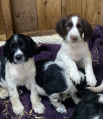 Spring Spaniels for sale.