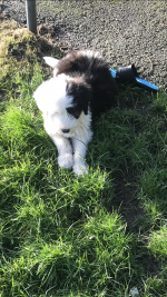 IKC Old English sheepdog puppies for sale.