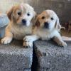 Golden Retriever pups in Tipperary