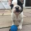 Puppies & Dogs for sale in Ireland - dogs.ie