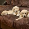 Beautiful IKC Golden Retriever Puppies