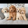 Non shed Maltipoo puppies