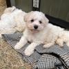 Pure Bred Bichon Frise Available in West Wicklow.