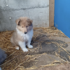 Rough Collie Lassie type pups, IKC registered