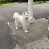 Samoyed dog for stud