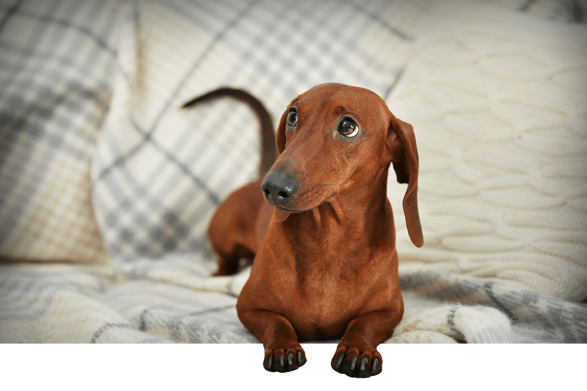 Little dogs for sale 2024 cheap